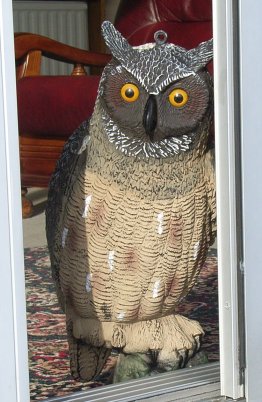 Plastic owl guarding door
