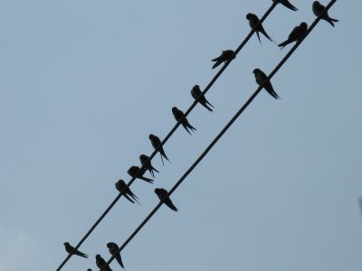 Swallows ready to fly