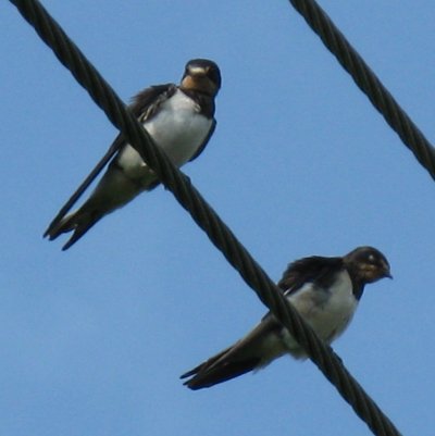 Swallows on line