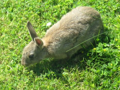 Rabbit inspects the lawn