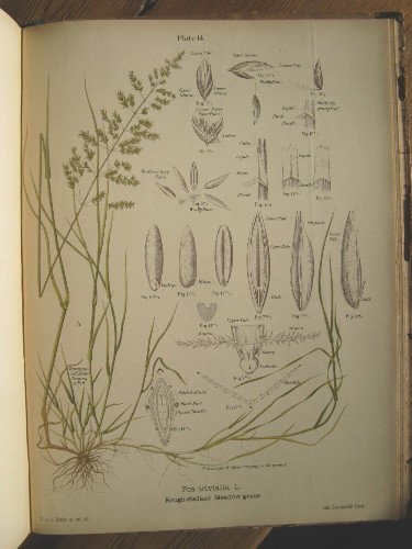 Botanical technical drawing
