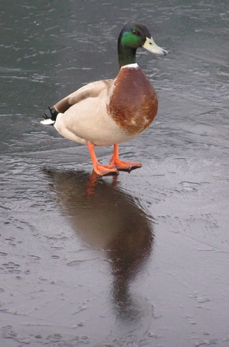 Duck walks on water