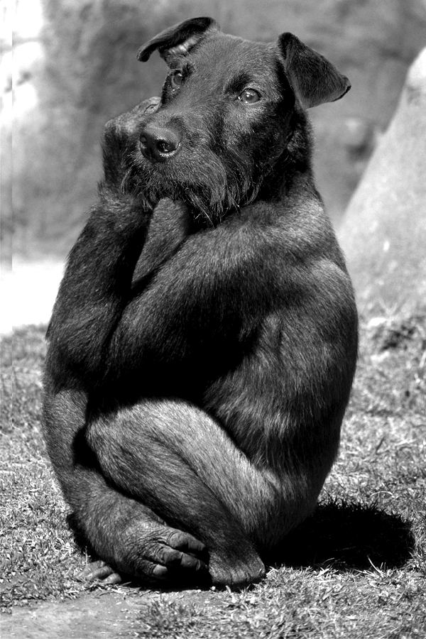 Gorilladog