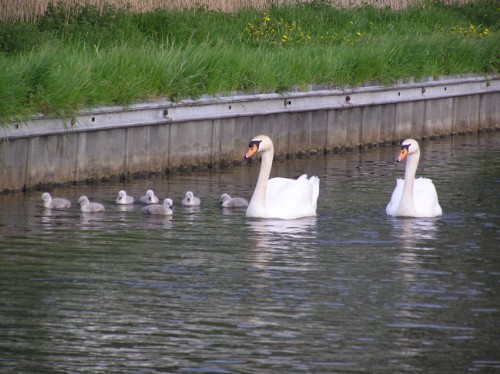 Swans & cygnets